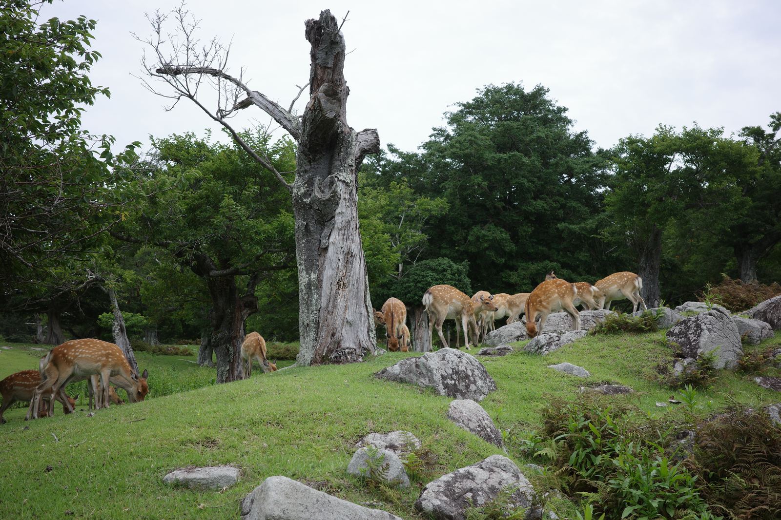草地と岩の斜面で草を食む十数頭の鹿。中央に大きな枯れ木が立っている