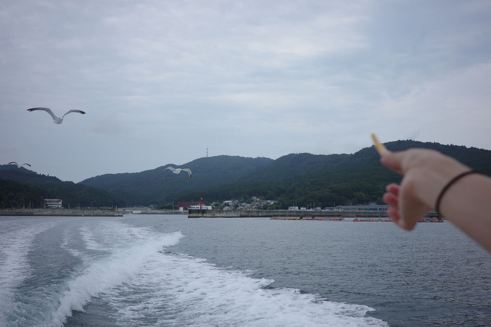 船の航跡の上を飛ぶウミネコ。手前にかっぱえびせんを持った手が伸びている