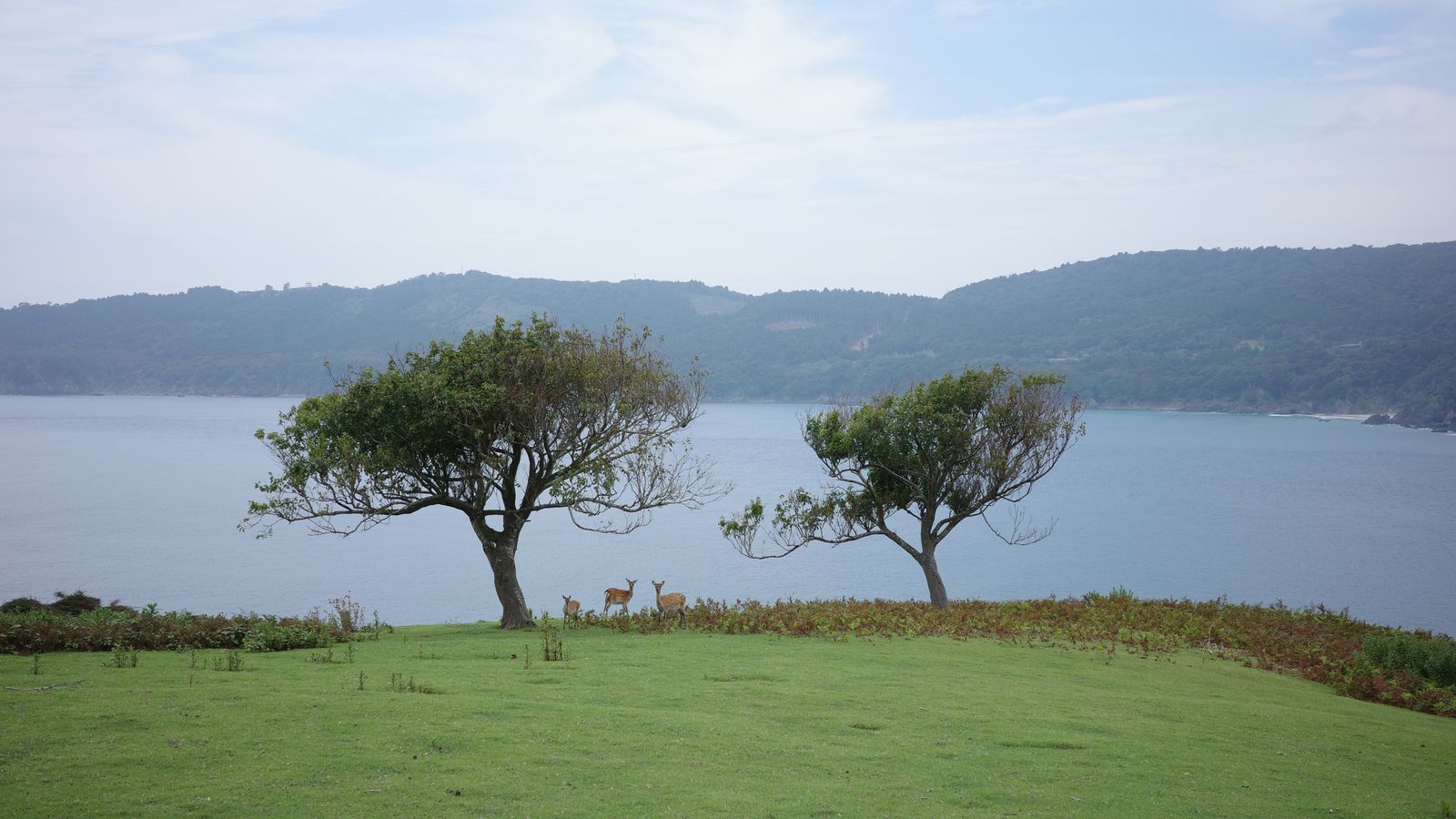 金華山から見た海と対岸の山並み。草地に立つ2本の木の下に3頭の鹿