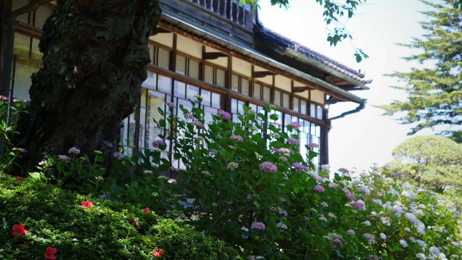 山神社の木造の建物の前に咲く、紫や白の紫陽花